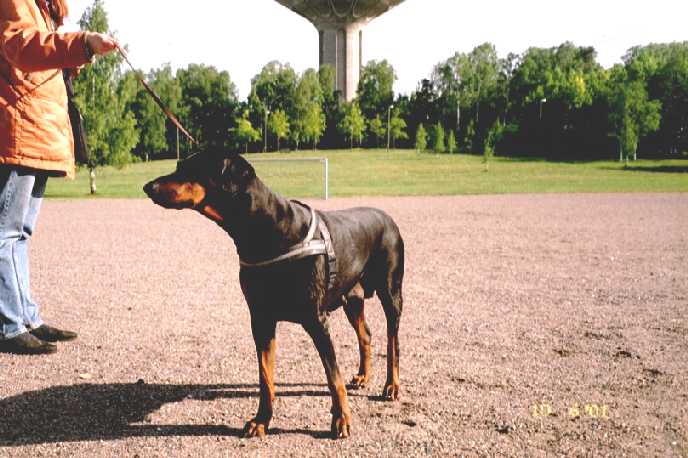 seurailen Dobermann n�yttely�....