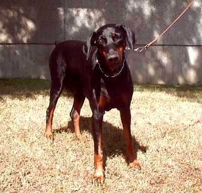 Gilda 10.8.2003