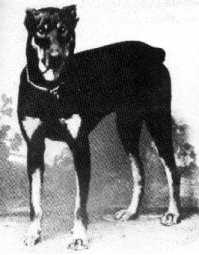 Alarich v. Thuringen