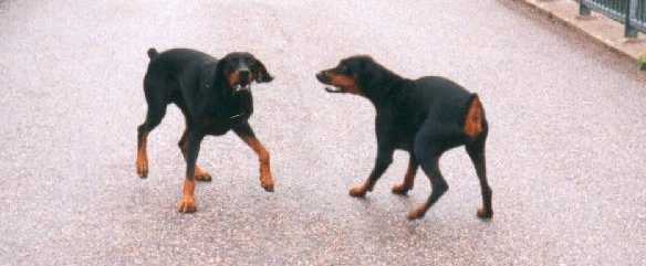 Albert ja Gilda esitt�v�t suvun vanhoja perinteit� . . .