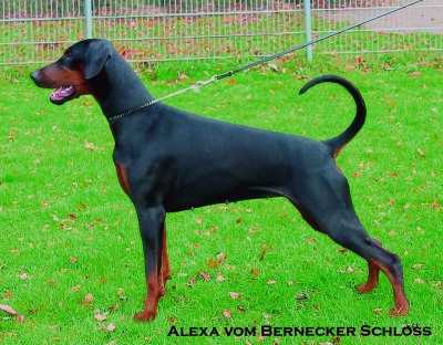 Alexa v. Bernecker Schloss