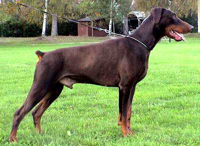 Asco v.d. Burgst�tte