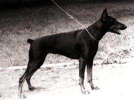 Asta v.d. Dobermannstadt