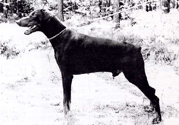 Briska's Adam