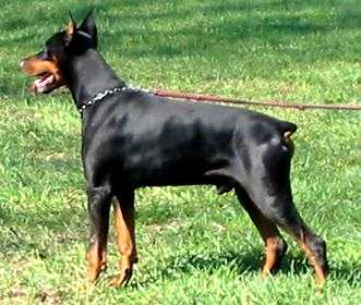 Chico v.d. Doberwache