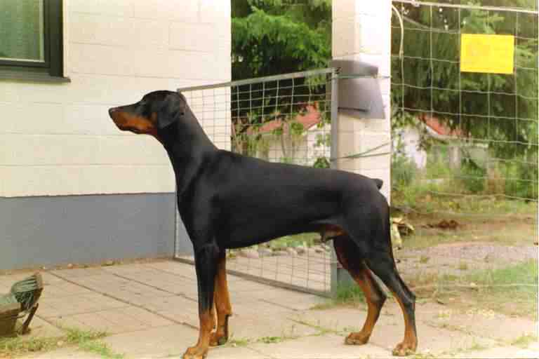 dobermann CLAUDIUS