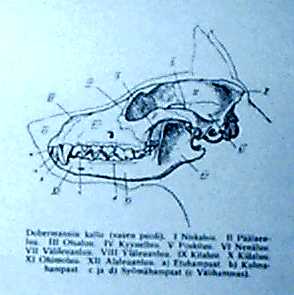 Alkuper�isess� tekstiss� kuva sivulla 180