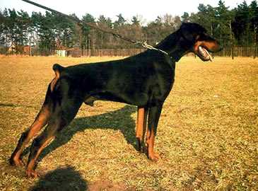 Doberwache's Amazon