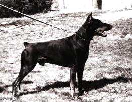 Eos v.d. Dobermannstadt