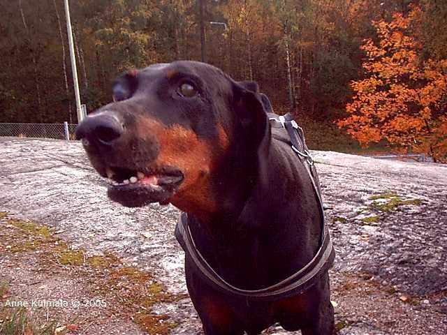 Gilda 29.09.2005 Kaivantopuisto