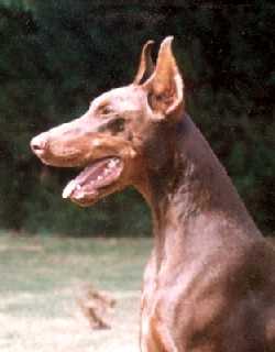 Gilda v. Norden Stamm