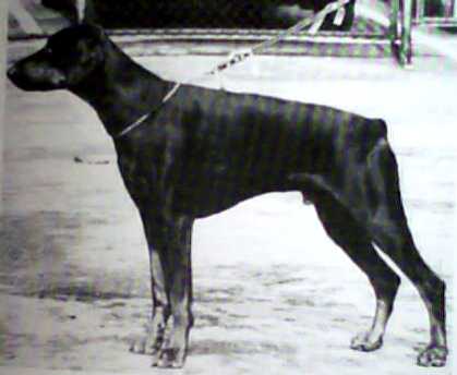 Katz v.d. Birkenrinde