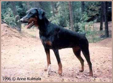 Gilda on upee gimma...