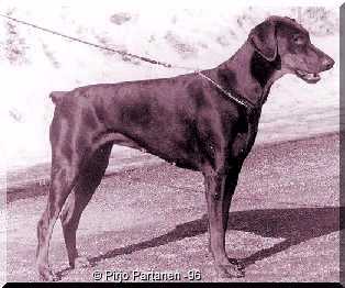 Gilda on upee gimma..