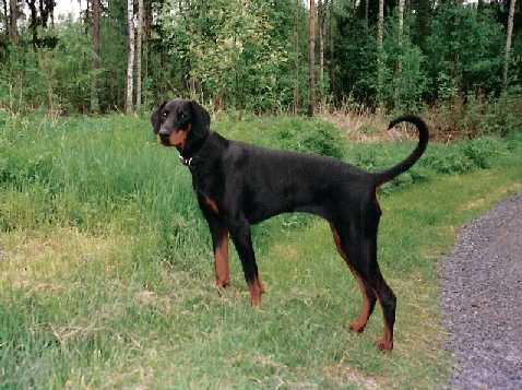 Kriegerhof Ocariina