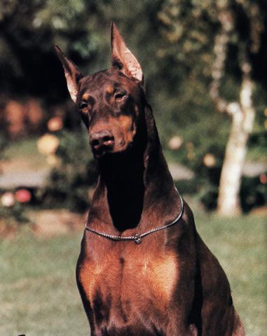 marienburg dobermans