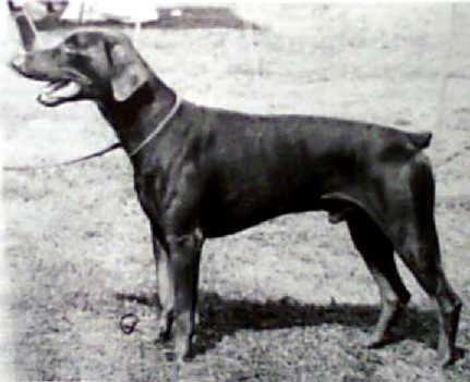 Papin Renko