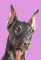 Anell Arlen Blac Ballerina
