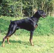 Dillon-Zorba v.d. Dobermann-Borgh