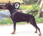 Falco Bino v.d. Dobermann-Borgh
