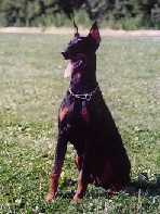 Jazz Virna v.d. Dobermann-Borgh