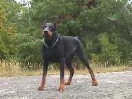 Qujo