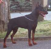 Vasco v.d. Doberhoeve