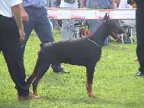 Yarrzor v.d. Doberhoeve